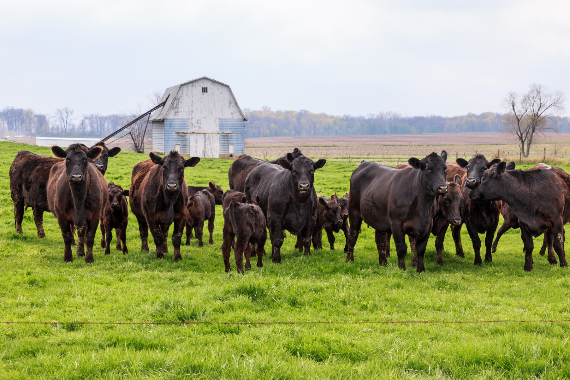 Livestock water delivery for cattle, horses, and farm animals
